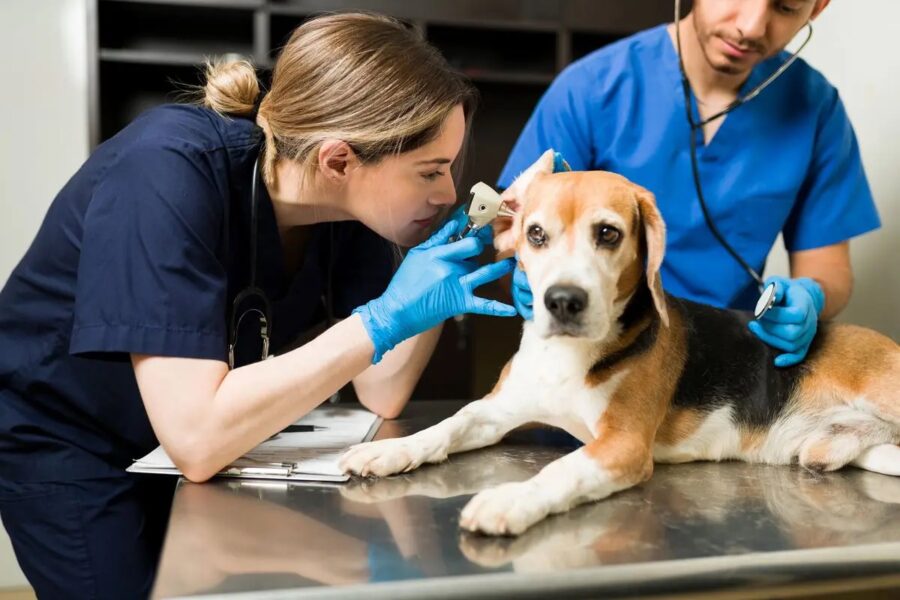 cane dai veterinari