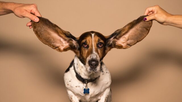 cane con orecchie lunghissime