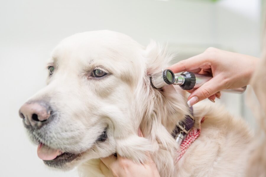 cane dal veterinario per otite