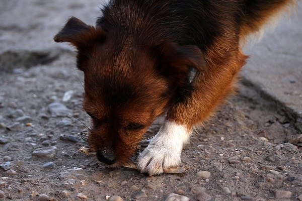 cane che mangia