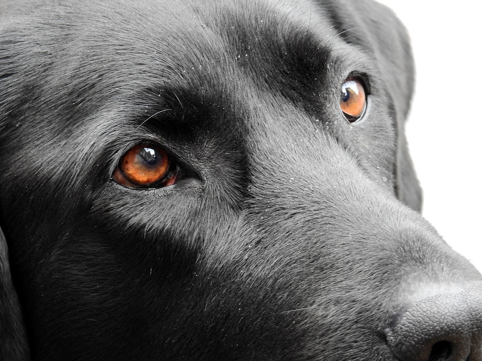Quali colori vedono i cani? Quali colori vedono i cani?
