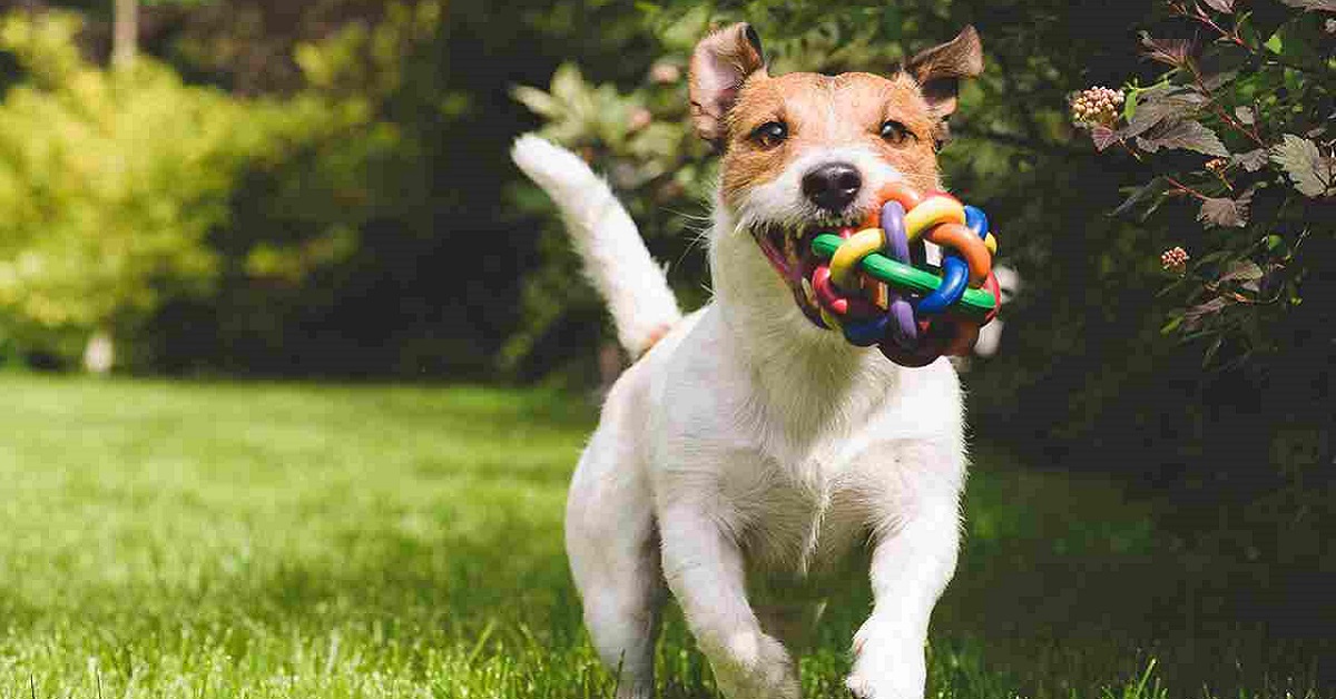 cane che scorrazza in giardino