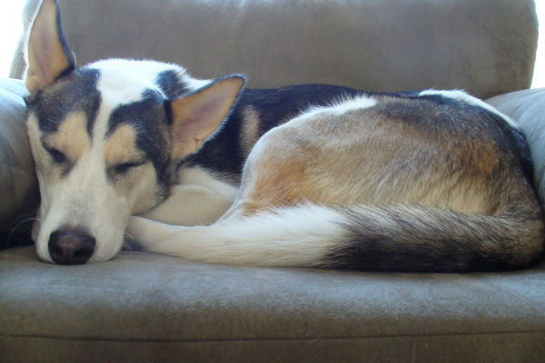 cane che dorme sul divano