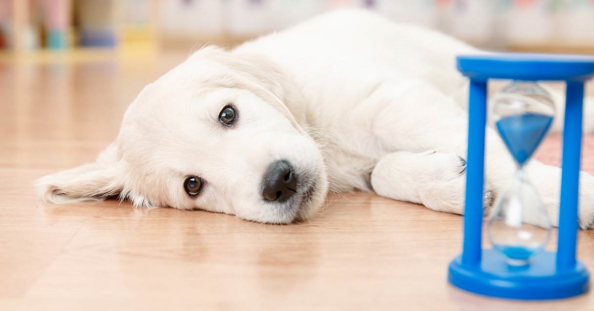 cane labrador e clessidra