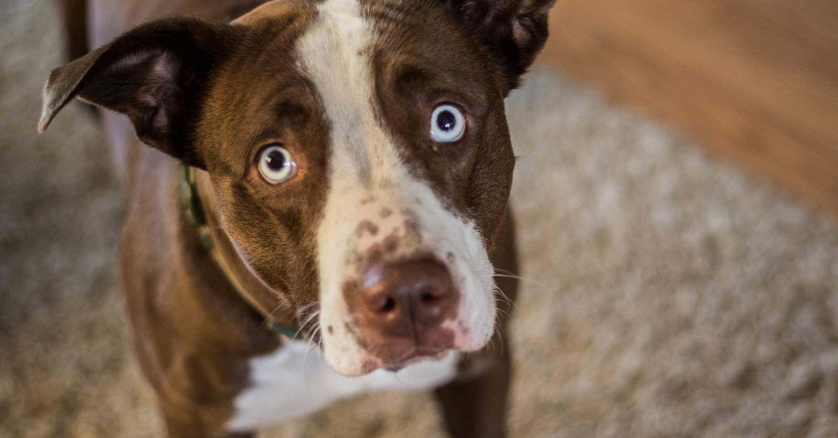 Sguardo colpevole del cane: ecco che cosa significa in realtà