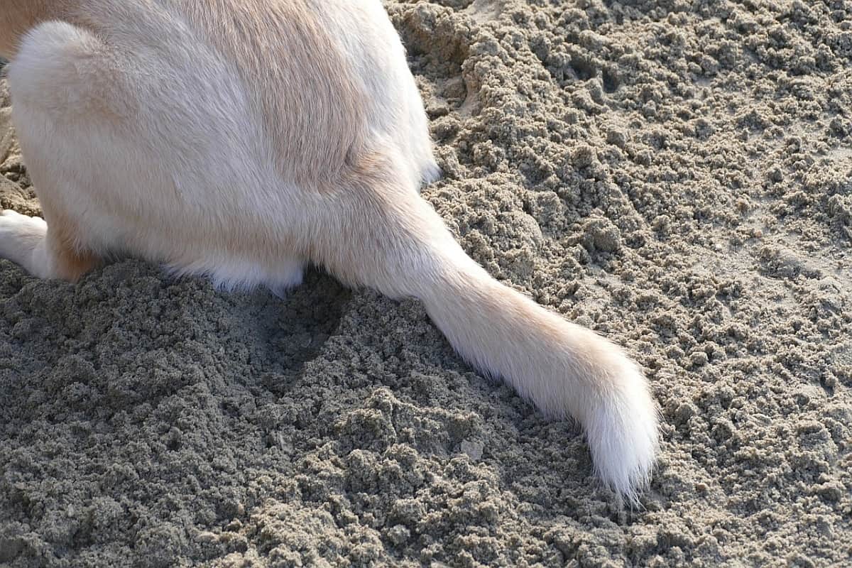 dettaglio della coda del cane