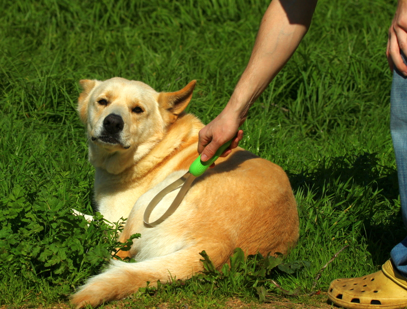 spazzolare-il-cane