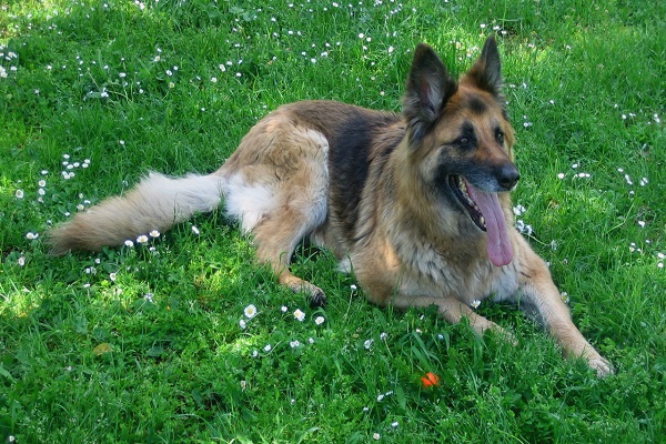 Come spazzolare il pelo del cane