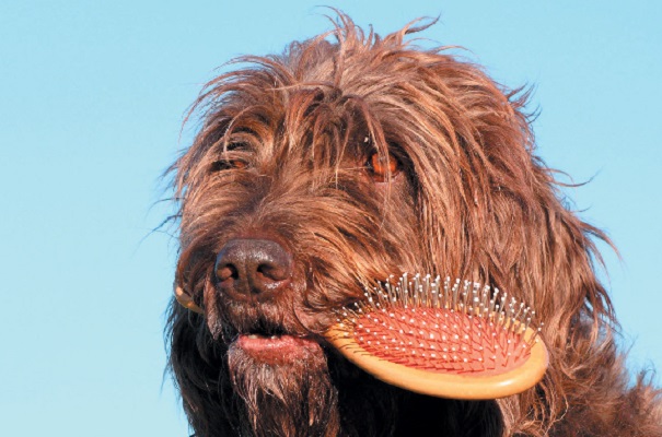 Spazzolare il pelo del cane