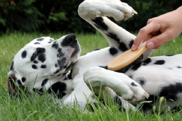 Spazzolare il pelo del cane