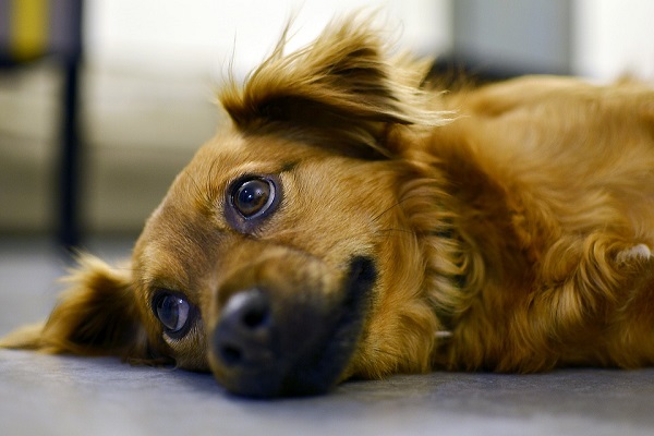 cane che guarda in su