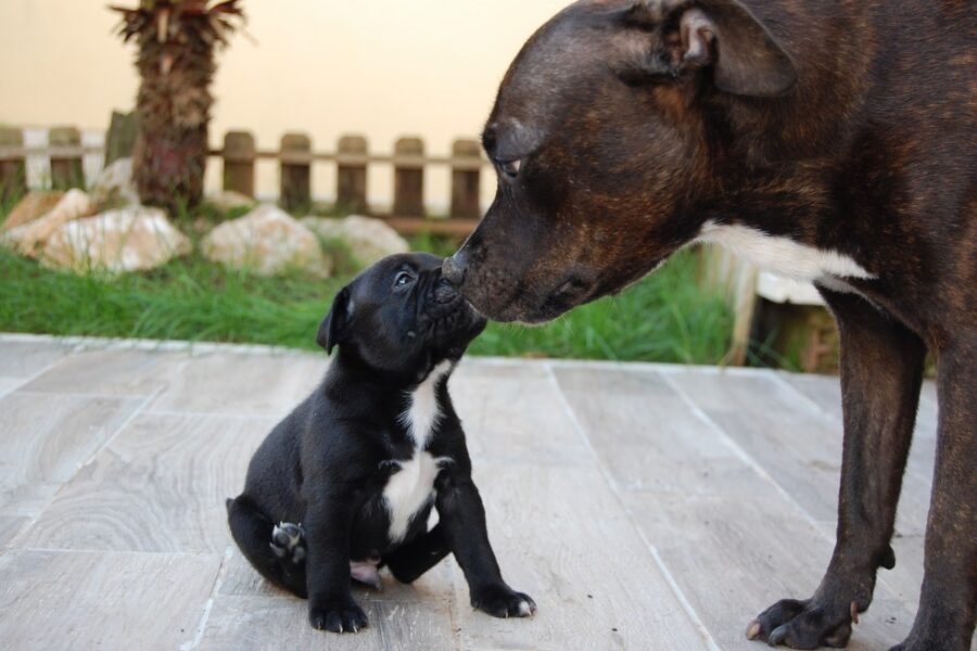 mamma che bacia il suo cucciolo