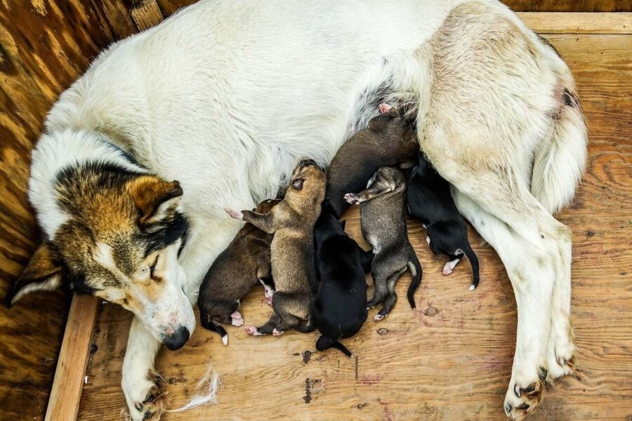 cuccioli che bevono il latte della mamma