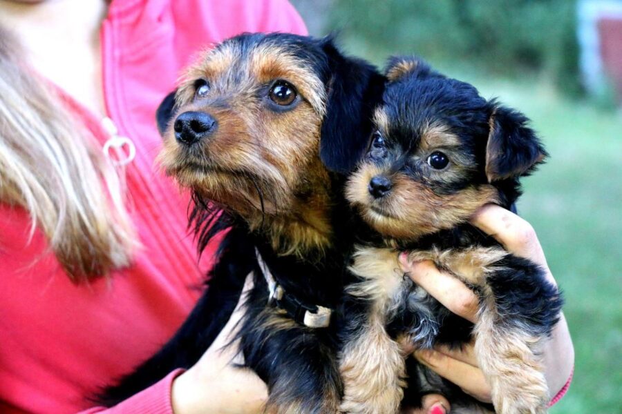 cagnolini di taglia piccola