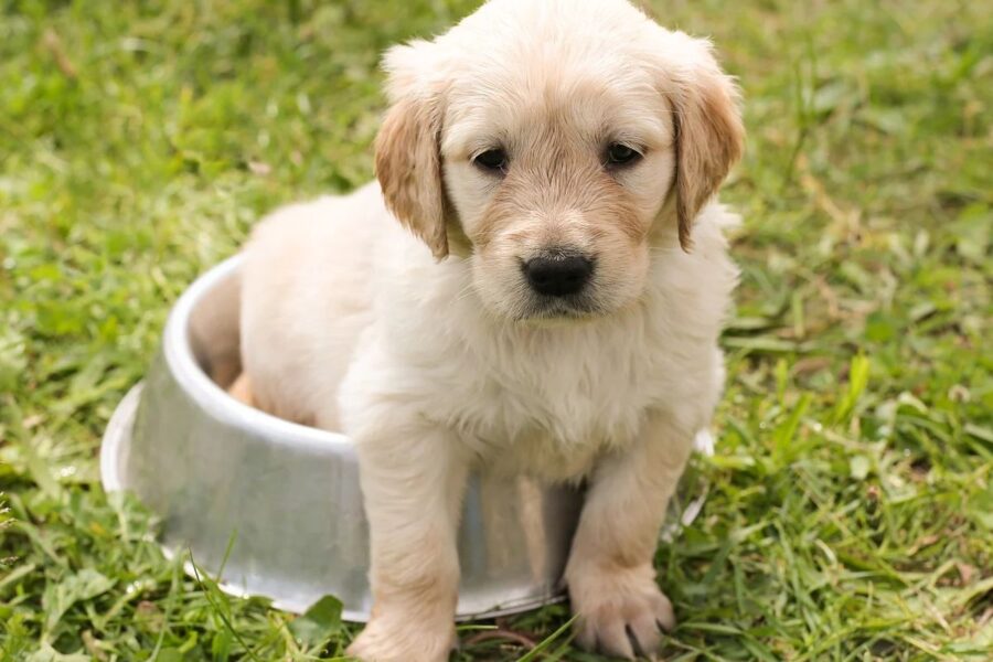 cucciolo di labrador color miele