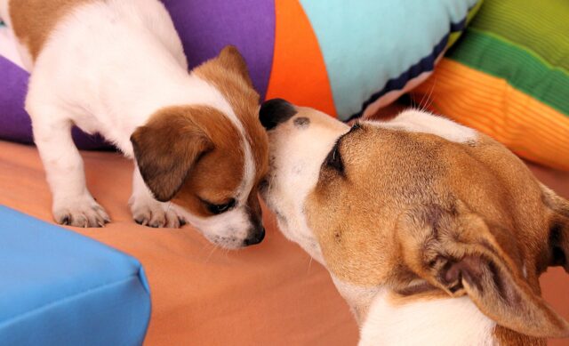 Svezzamento cuccioli di cane, guida completa: latte, comportamento e primi cibi