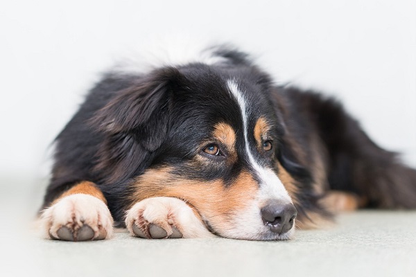 Toxoplasmosi nel cane