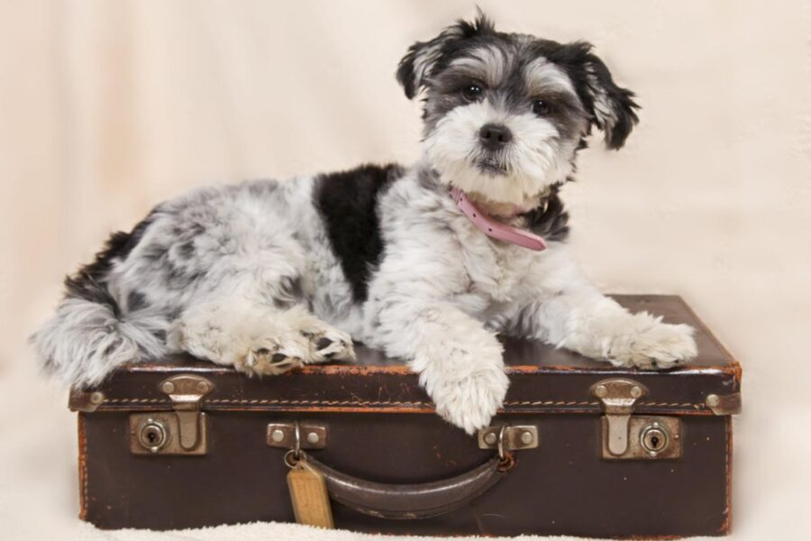 valigia per viaggiare col cane