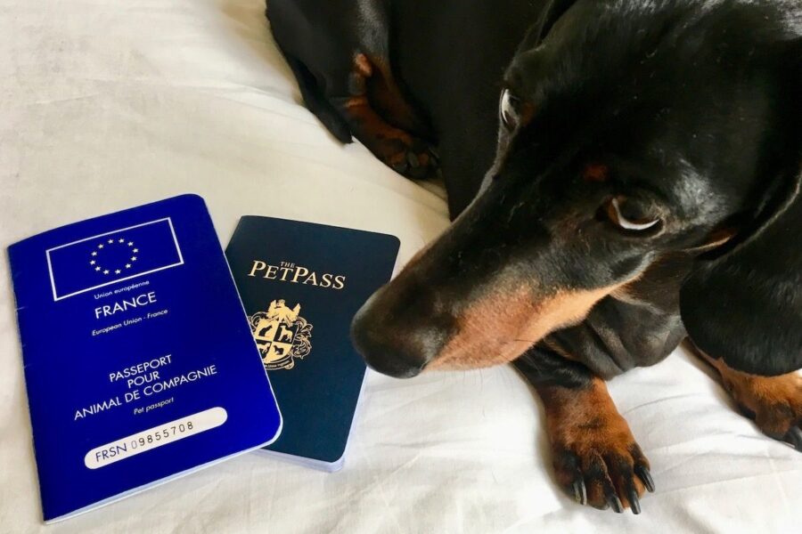 passaporto per viaggiare col cane