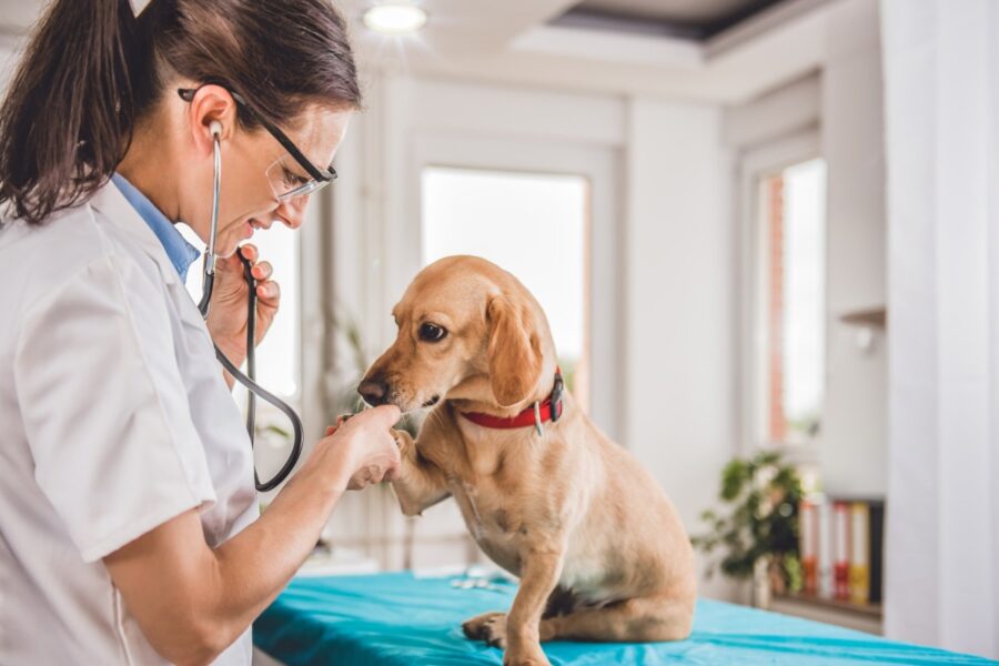 veterinario controlla il cane prima di un viaggio