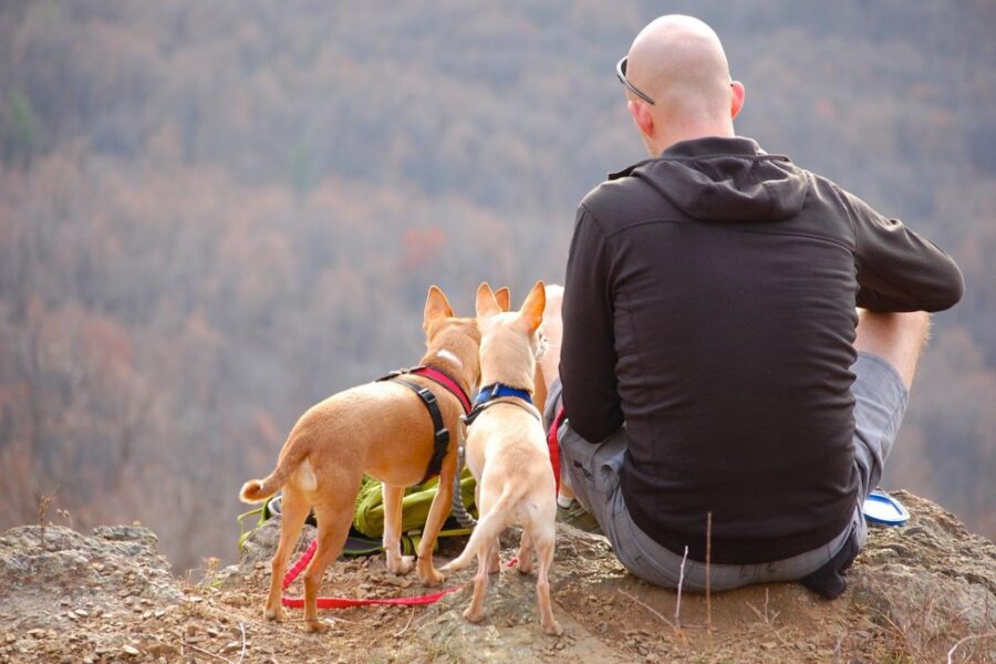 ragazzo con i suoi cani in montagna