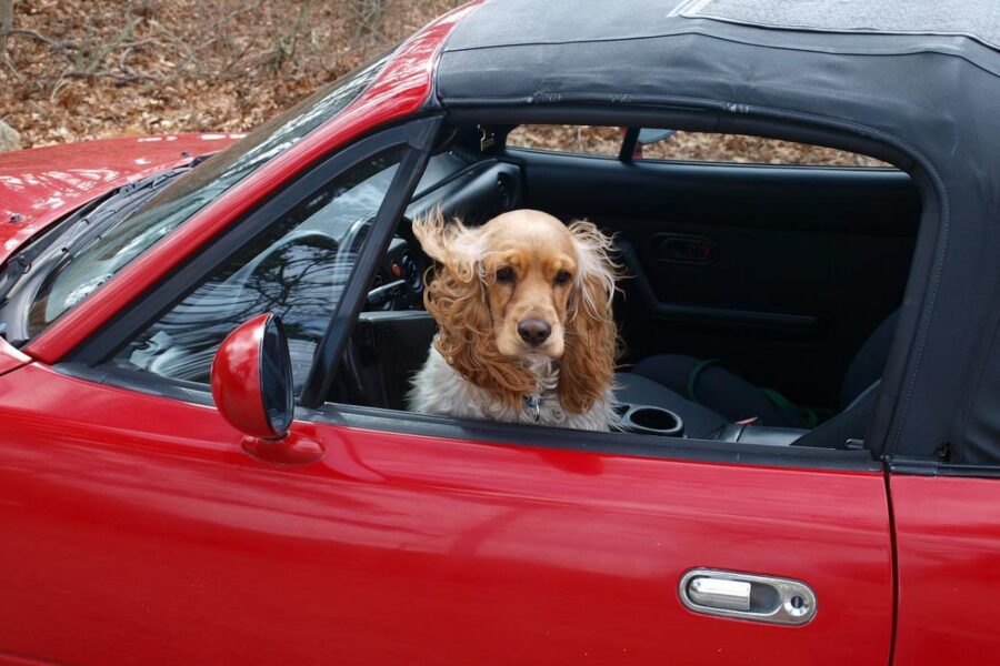 viaggiare con un cane in macchina