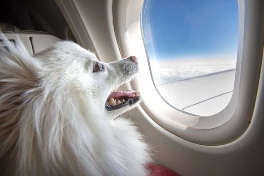 viaggiare con un cane nella cabina dell'aereo