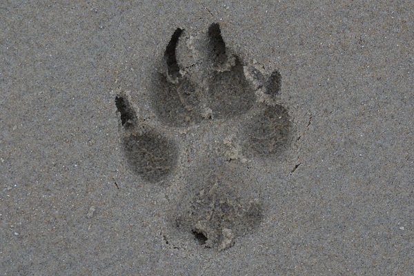 orma di zampa di cane sulla sabbia