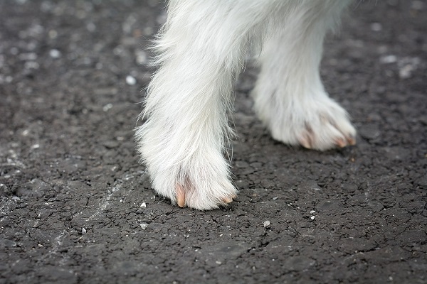 zampe cane bianco