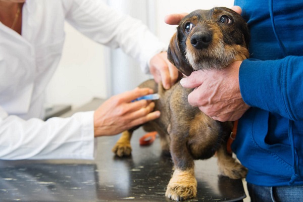 cane dal veterinario