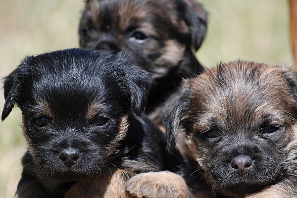 tre piccoli di cane