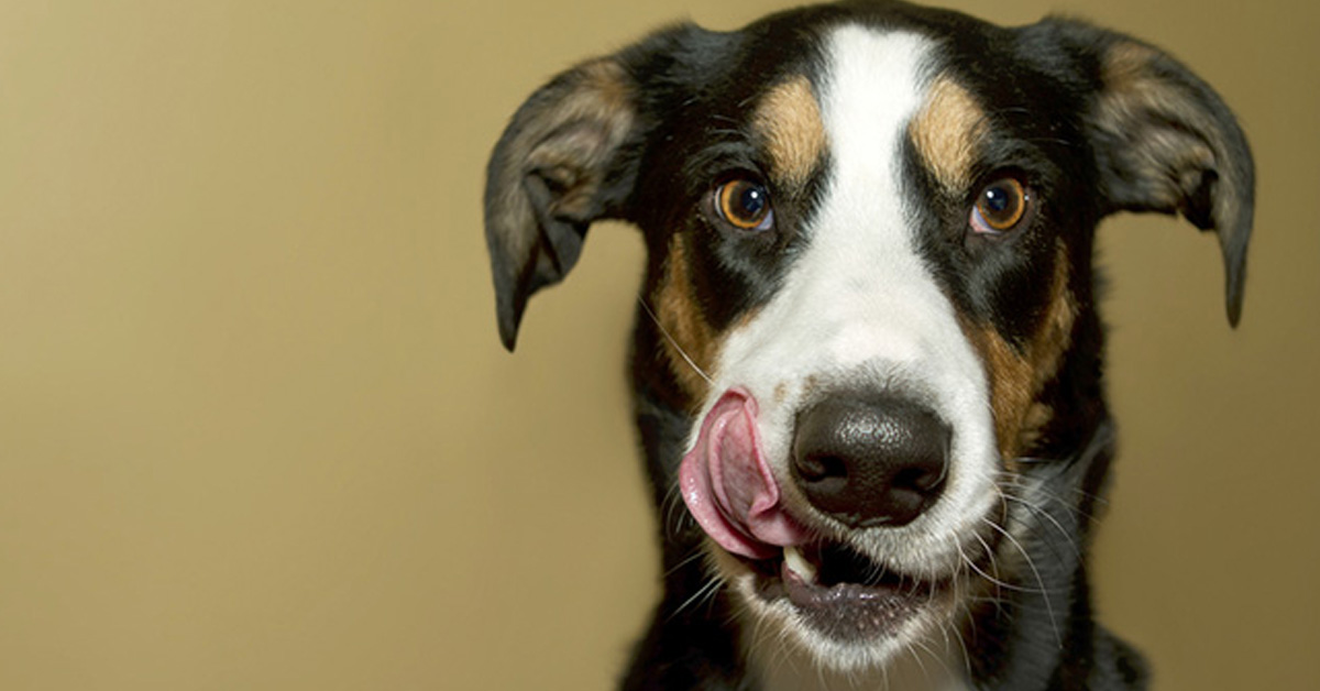 Perché il cane si lecca e schiocca le labbra?