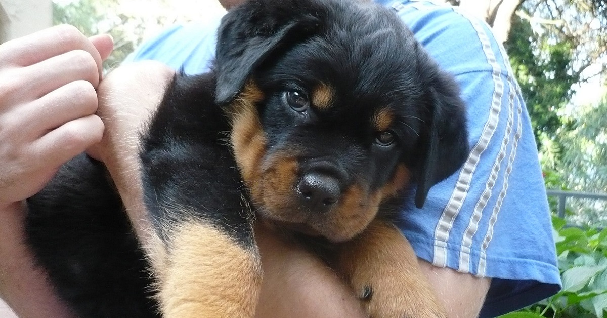 cucciolo di cane nero e marrone