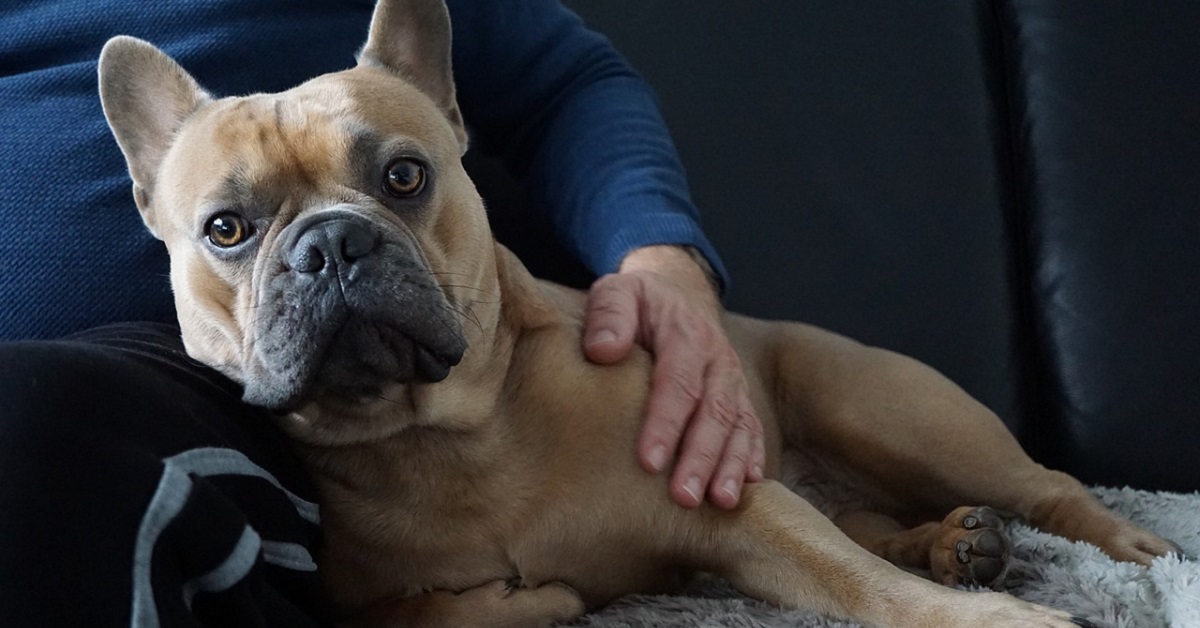 cane accucciato accanto al proprietario