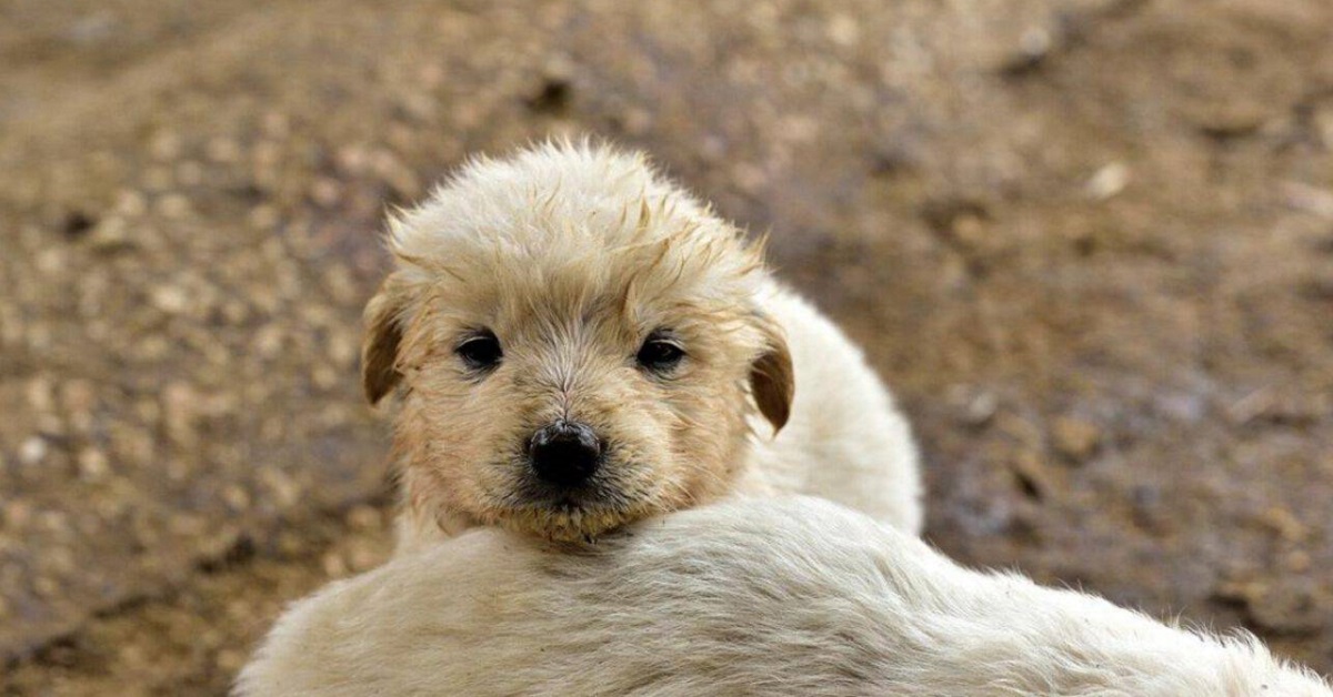 Adottare un cane traumatizzato: cosa occorre sapere e come farlo stare bene