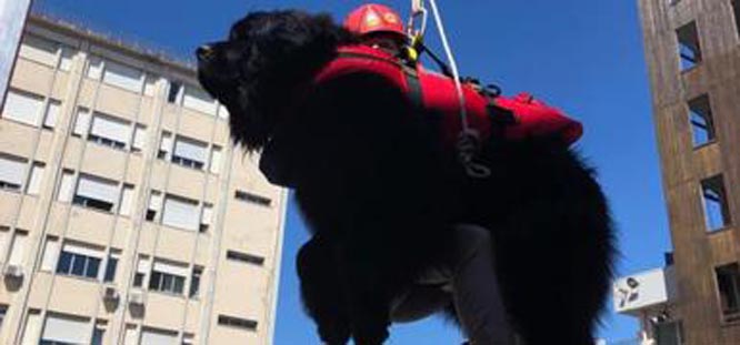 Angel il cane che vuole fare il bagnino