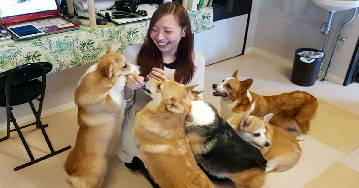 Bar da cani: in Thailandia ha aperto un Dog-Cafè abitato da 12 Corgi