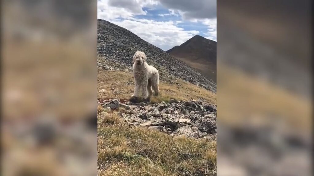 Bentley-montagna