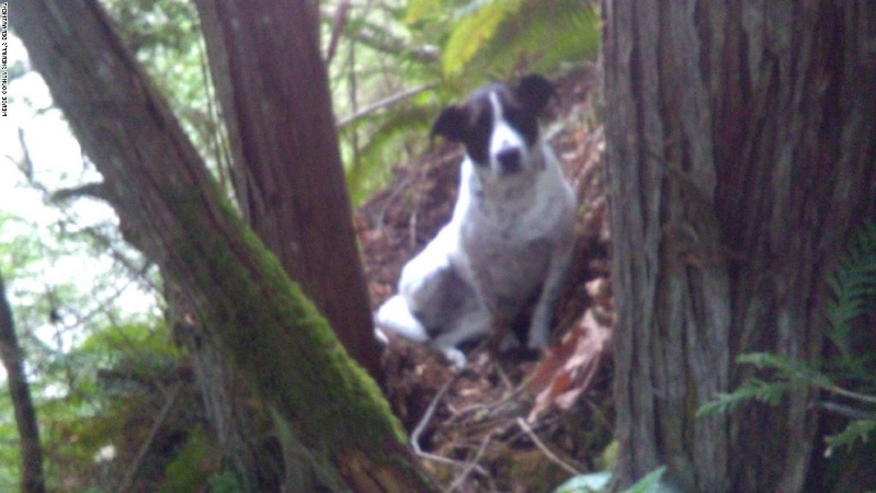 Cagnolina Daisy