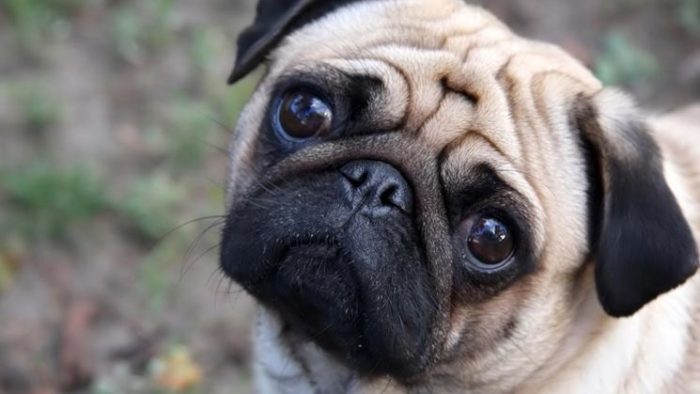 Cane Carlino con gli occhi dolci