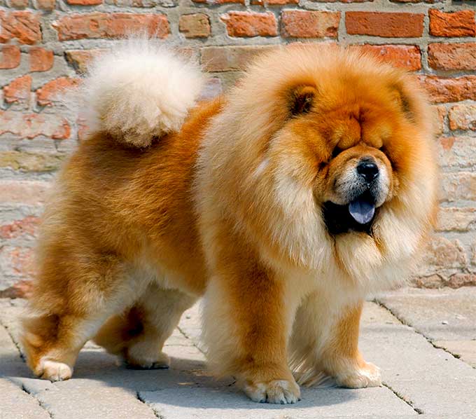 Cane Chow Chow