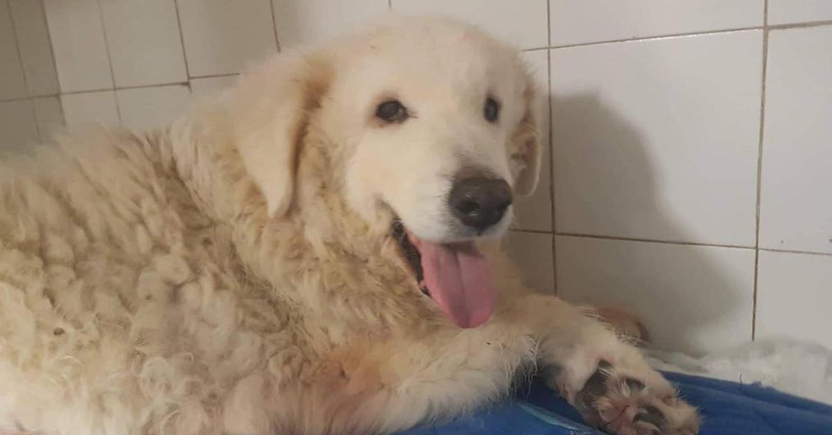 Cane Pasquina: le sparano e la investono, oggi sogna una nuova vita