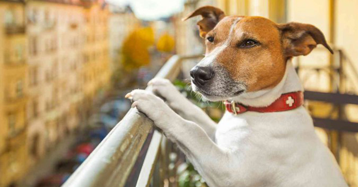 Cane affacciato ad un balcone