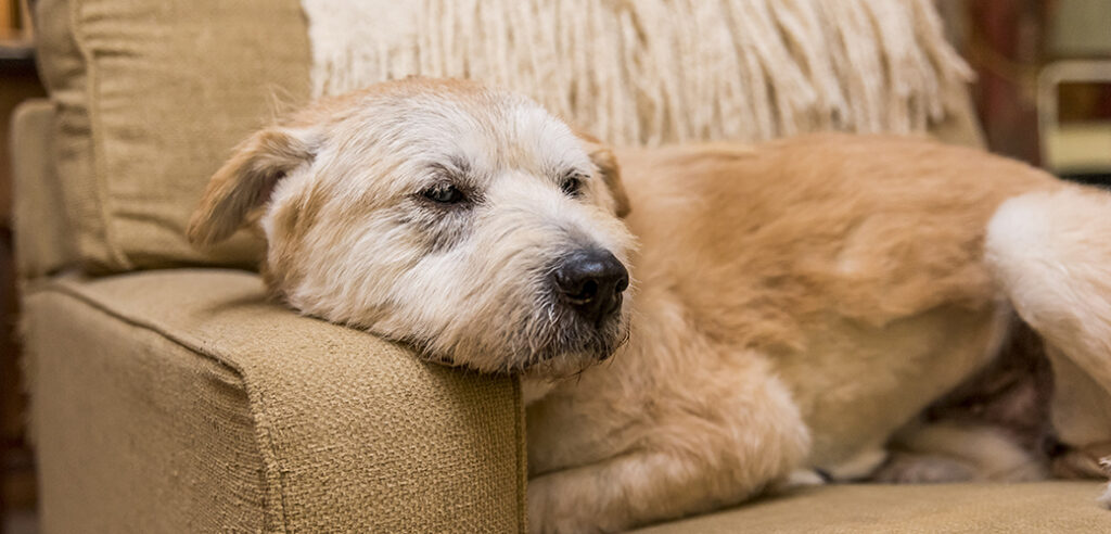 Cane anziano che dorme