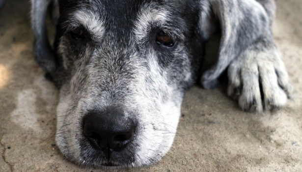 Cane anziano che si riposa