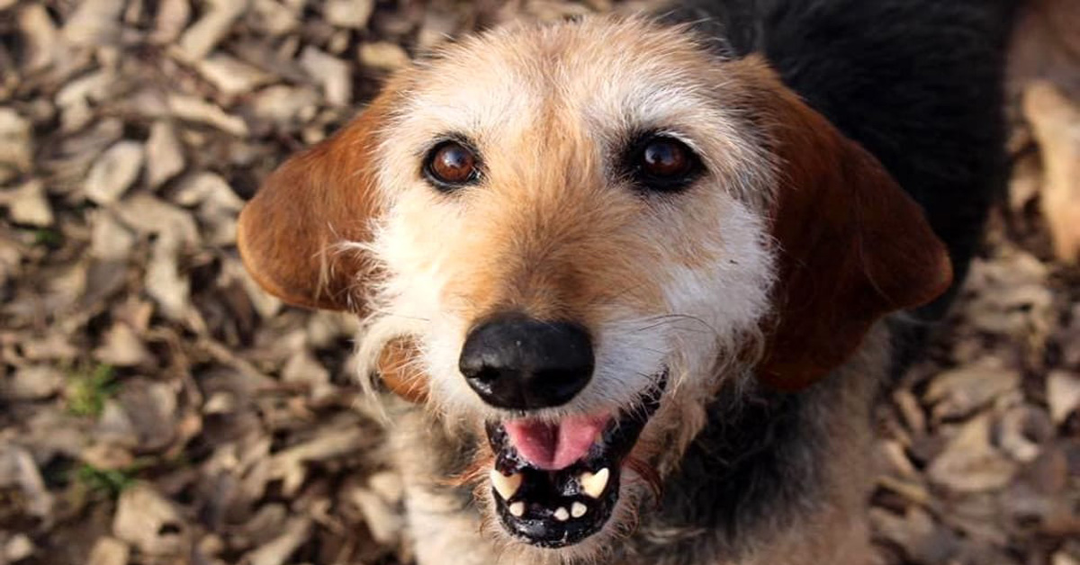 Cani anziani in cerca della rivincita: il Forspice, l’ospizio a quattro zampe