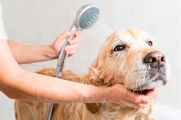 Cane bagnato mentre viene lavato