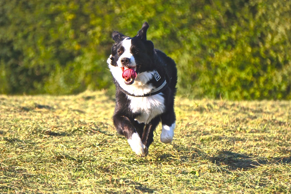 Cane che corre