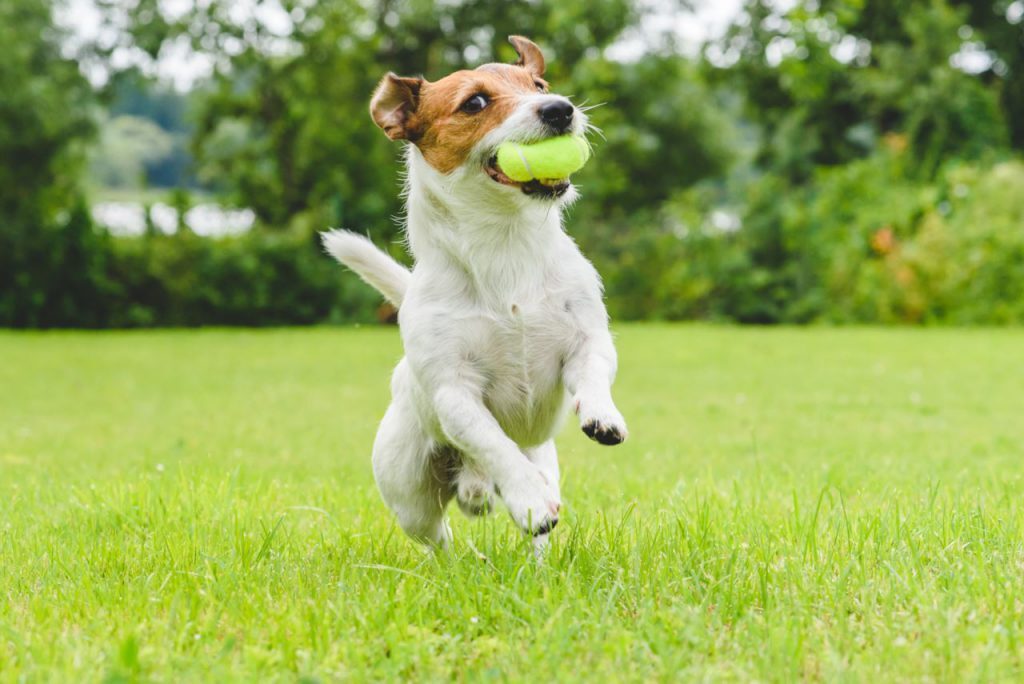 Cane che corre con una pallina in bocca