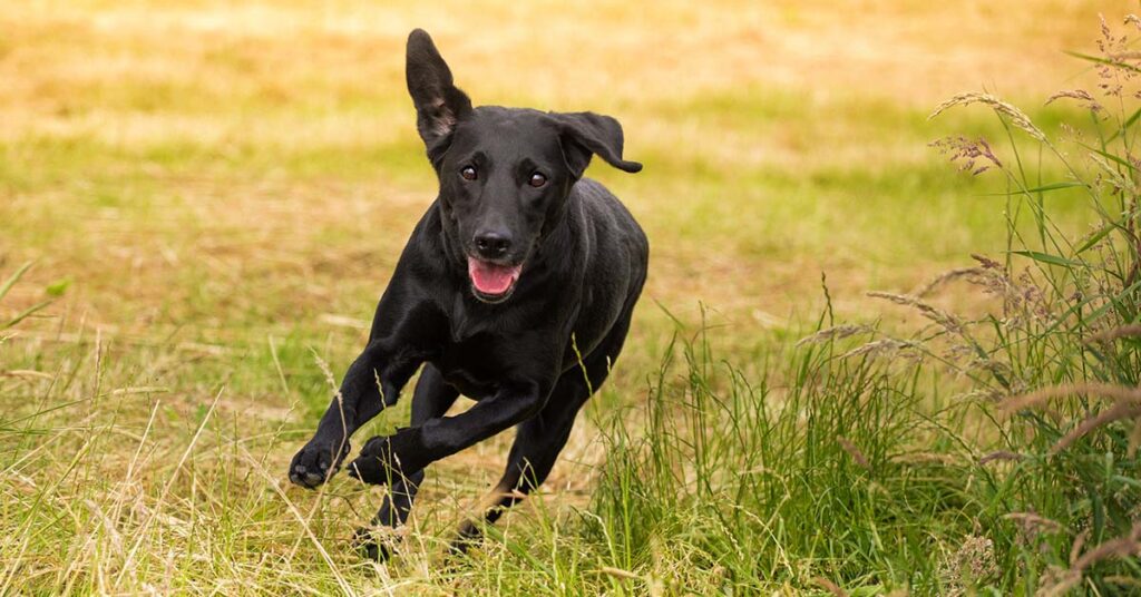 Cane che corre in un prato